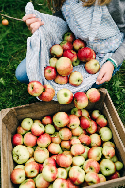 istock Young woman collecting apples in the fall 1069919458