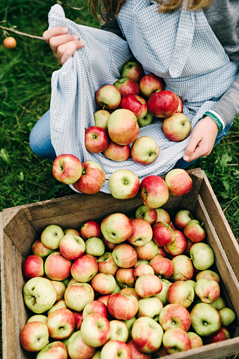 Portrait of a teenage girl, 13 years old, collecting apples from the orchard in her apron then pouring them into a wooden apple box. I think they are Spartan apples.Photographed in a large garden on location on the island of Møn in Denmark. Colour, vertical with some copy space.