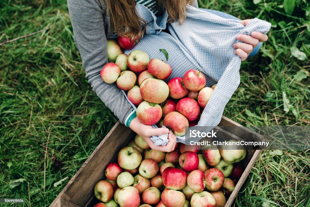 Young woman collecting apples in the fall Portrait of a teenage girl, 13 years old, collecting apples from the orchard in her apron then pouring them into a wooden apple box. I think they are Spartan apples.Photographed in a large garden on location on the island of Møn in Denmark. Colour, horizontal with some copy space. Apple - Fruit Stock Photo