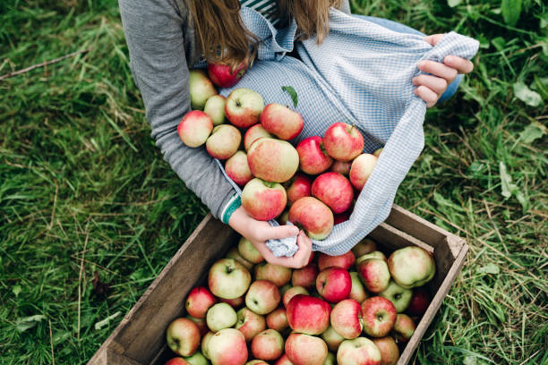 Young woman collecting apples in the fall Portrait of a teenage girl, 13 years old, collecting apples from the orchard in her apron then pouring them into a wooden apple box. I think they are Spartan apples.Photographed in a large garden on location on the island of Møn in Denmark. Colour, horizontal with some copy space. orchard photos stock pictures, royalty-free photos & images
