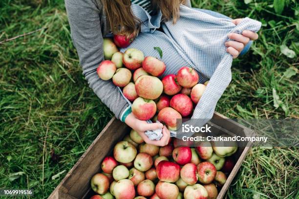 Young Woman Collecting Apples In The Fall Stock Photo - Download Image Now - Apple - Fruit, Picking - Harvesting, Fruit