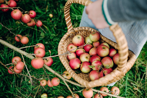 Young woman collecting apples in a basket.