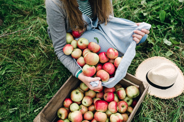 istock Young woman collecting apples in the fall 1069919662