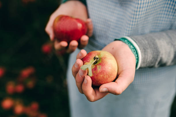 Young woman collecting apples in the fall.