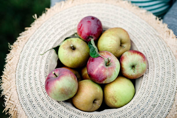 collection of delish apples in bushel:  golden delicious and red delicioushasselbald medium formatleaf digi back