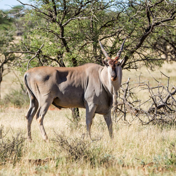 toro de eland - eland fotografías e imágenes de stock