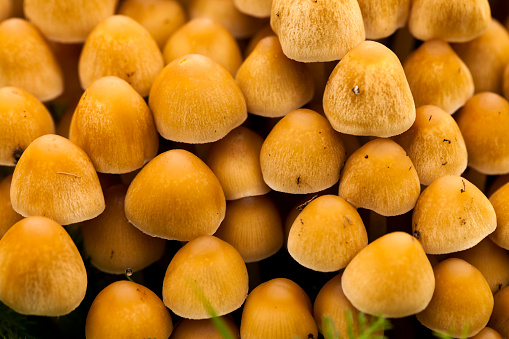 A cluster of Velvet Shank (Flammulina velutipes) winter orange-brown caps mushrooms sprinkled in snow. Stump-rotting fungus.