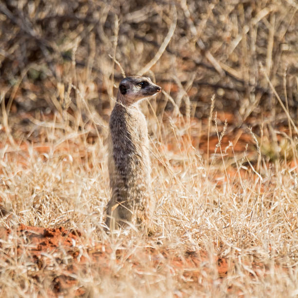 Meerkat Sentry A Meerkat on sentry in Southern African savanna termite mound stock pictures, royalty-free photos & images