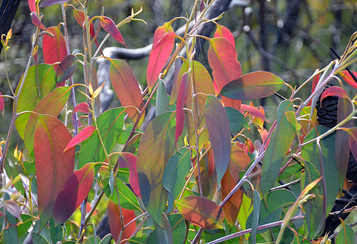 New shoots and leaves of a gum tree regenerating following a wildfire near Wattamolla, NSW