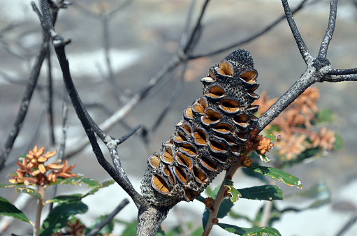 Also known as the rusty banksia or the dwarf banksia in the family Proteaceae