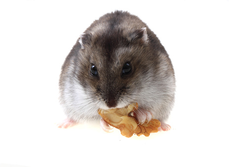 dzungarian hamster with walnut isolated on the white background
