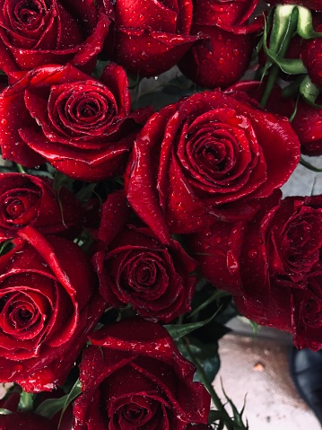 Red rose with water drop