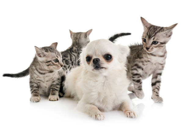 istock bengal cat and chihuahua 1069930370