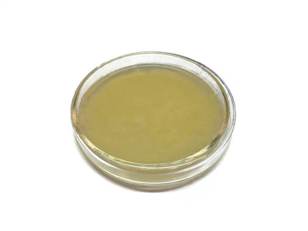 szalka petriego ma agar dekstrozy ziemniaczanej (pda) lub żółtą galaretę agarową, wyizolowane na białym tle. - petri dish agar jelly laboratory blank zdjęcia i obrazy z banku zdjęć