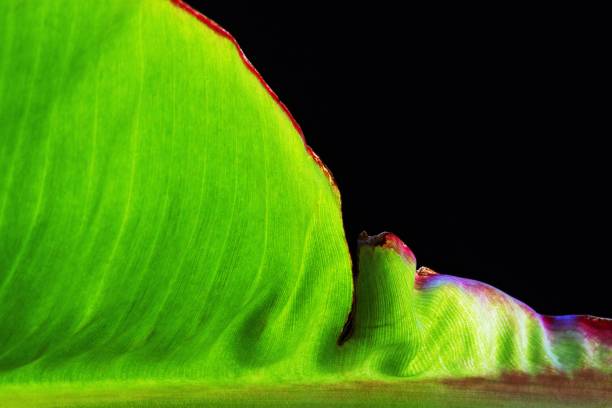 Part of green banana leaf.
