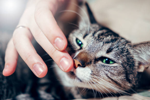 istock cat smells a man's hand, hand stroking a cat 1069935736