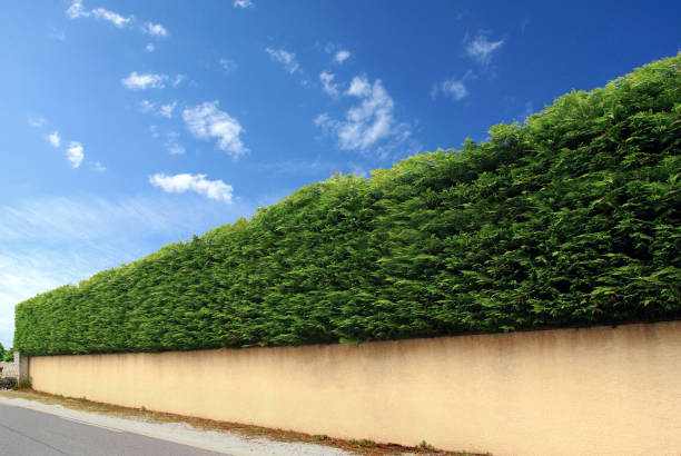 Perfect size of the cedar hedge surmounting a fence wall. Long plant fence along a road. chamaecyparis stock pictures, royalty-free photos & images