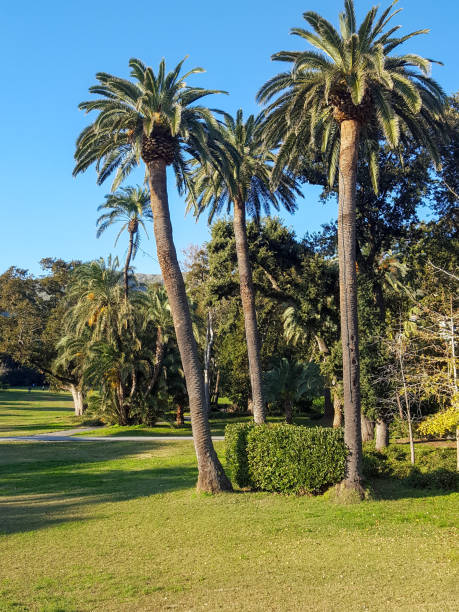istock Palm trees, Nervi, Italy 1069942922