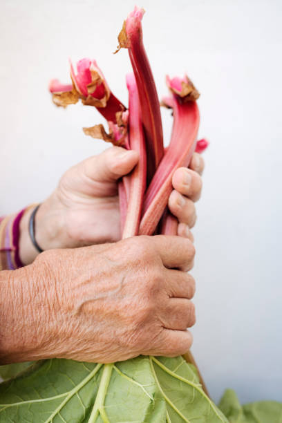 Rhubarb sticks.
