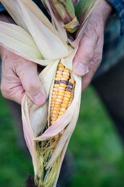 istock Close up old fashioned variety maize cob. 1069943932