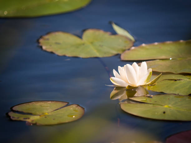 istock Water lily in the blue water 1069946762