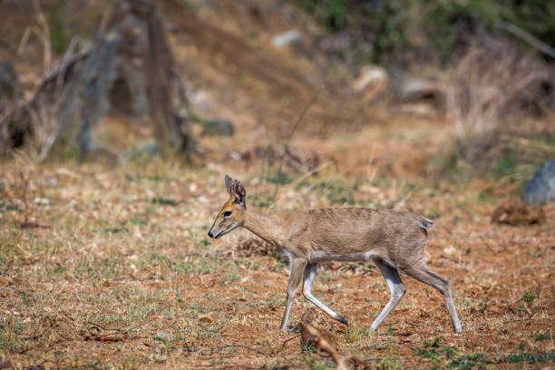 istock Common duiker in Kruger National park, South Africa 1069950048