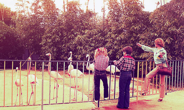 Vintage family day at the zoo Vintage image of a mother and her children looking at flamingos nostalgia 80s stock pictures, royalty-free photos & images