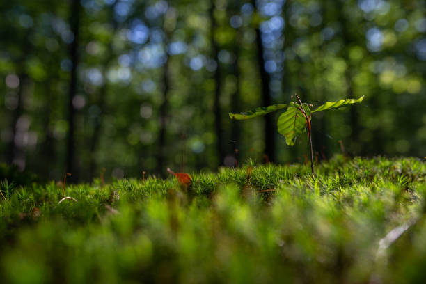 istock Close-up of freshness green moss and growing leaf, selective focus 1069952256