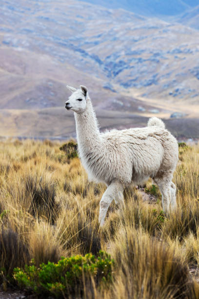 lama in a pasture in the mountains beautiful lama in a pasture in the mountains llama animal photos stock pictures, royalty-free photos & images