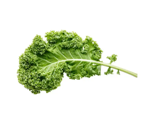 Fresh green organic kale leaf isolated on white. Top view.