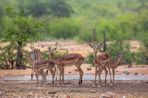 istock Common Impala in Kruger National park, South Africa 1069954898