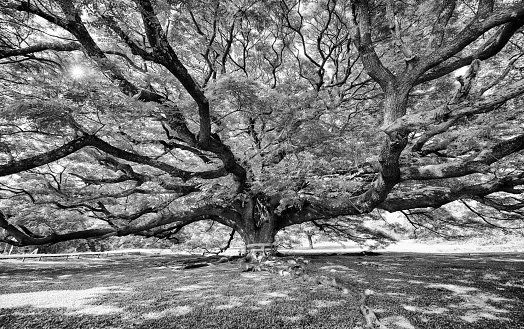 Black and white photograph of a giant Jamjuree tree at Kanchanaburi, thailand. nature background concept