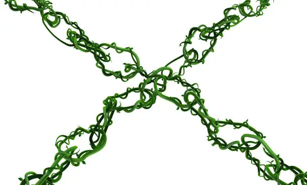 Photo of Plant Vines Green, Chains Crossed