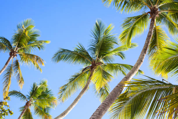 istock Palm trees on blue sky background 1069966380