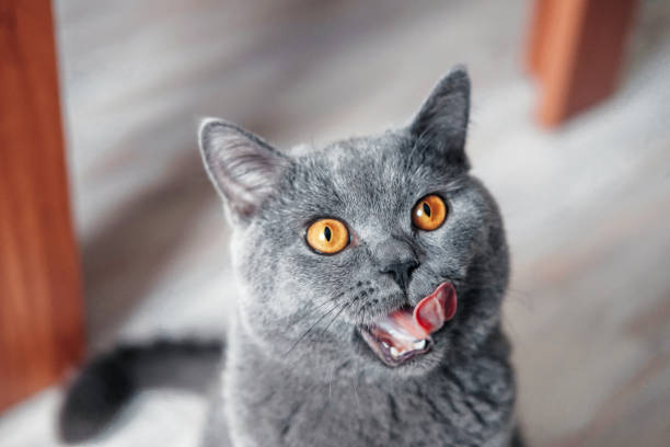 istock cat licks nose, beautiful British cat with yellow eyes 1069967812