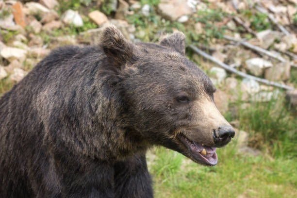 istock Big european brown bear (ursidae, ursus arctos) with expressive sad eyes on the forest background 1069967828