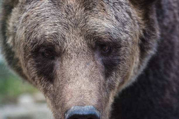 istock Big european brown bear (ursidae, ursus arctos) with expressive sad eyes, extremely close-up 1069967912