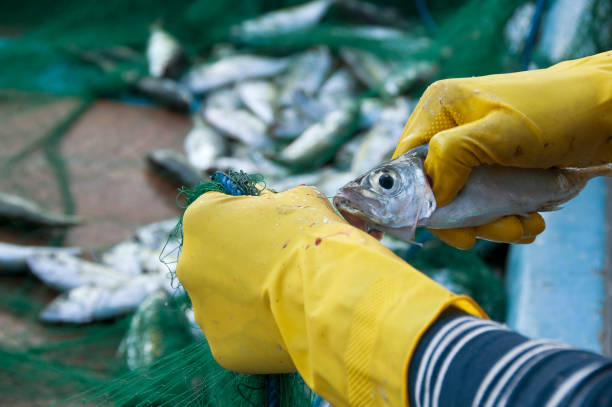 A fisherman takes a fish from the net.