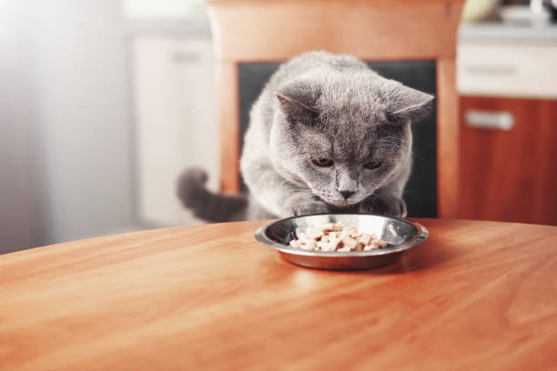 istock cat eats food from a bowl at the table, beautiful British gray cat, 1069968560