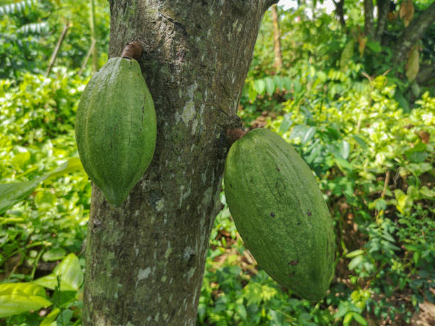 istock Theobroma cacao tree fruit pod in nature. 1069968582