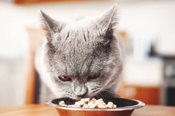 istock cat eats food from a bowl at the table, beautiful British gray cat, 1069968720