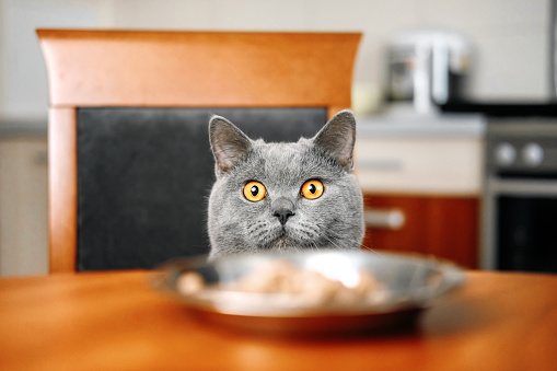 gato es mirar la comida, gato vigila la comida, sly hermoso gato gris británico, primer plano, el gato se asoma debajo de la mesa photo