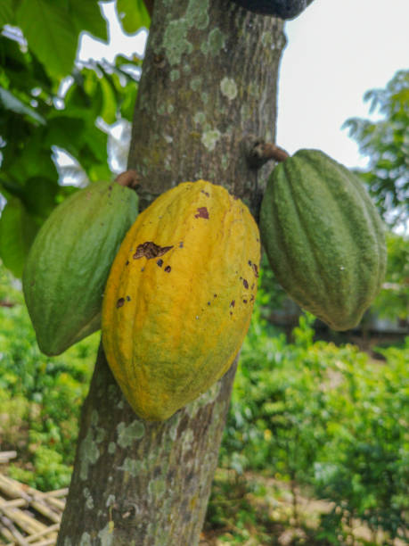 istock Theobroma cacao tree fruit pod in nature. 1069970196