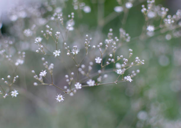 istock Blurry soft gentle background with many white Baby's Breath flowers 1069971924