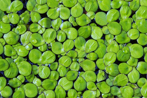 Duckweed in water.