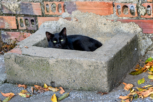 A cute black Bombay cat looks at the camera from inside an old concrete sink outdoors.