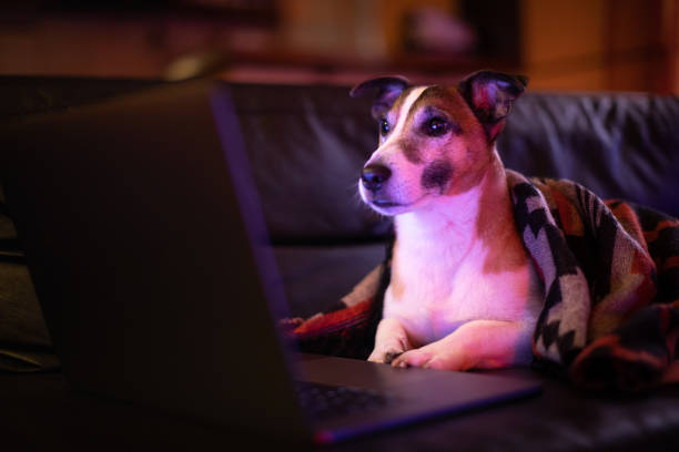 istock Dog working comfortably from home 1069972680