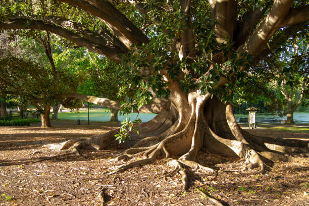 istock Beautifull huge tree on the park at sunset light 1069974498
