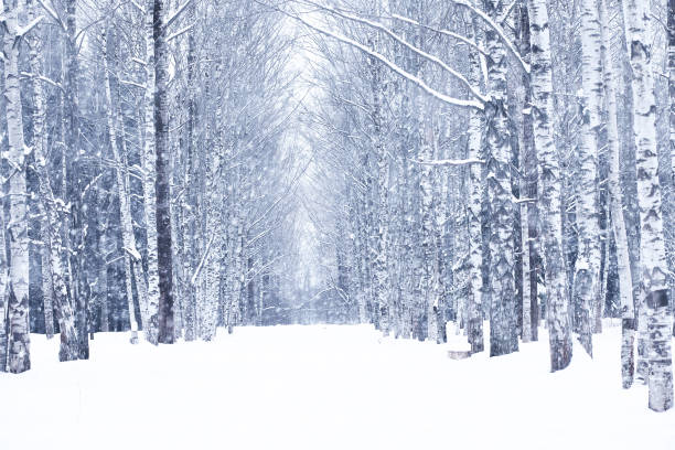 giornata invernale nevosa in una bellissima foresta - landscape forest winter tree foto e immagini stock