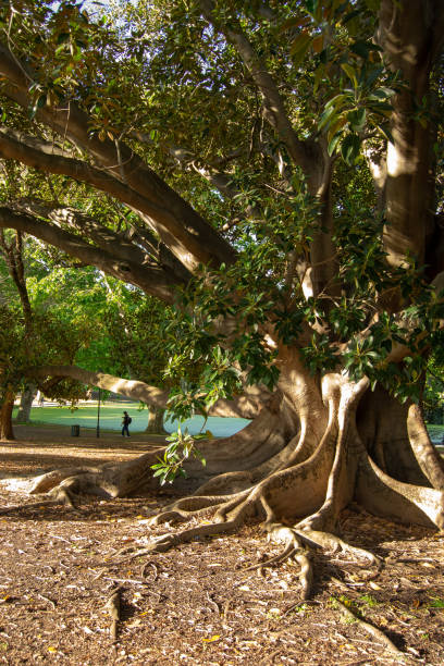 istock Beautifull huge tree on the park at sunset light 1069975452